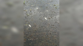 В Воронежской области популярное у сапбордистов озеро заполонила мёртвая рыба