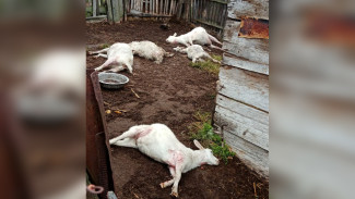 В селе в Воронежской области при странных обстоятельствах погибло поголовье коз
