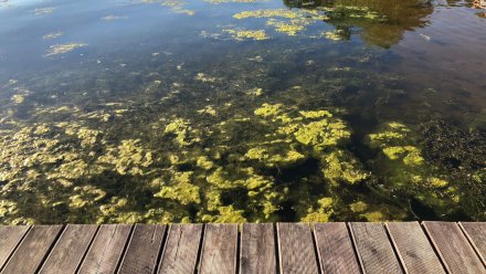 Мусор и водоросли заполонили воду возле пирса в воронежском «Дельфине»