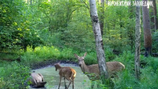 Десятки диких зверей собрались у лужи в воронежском лесу: появилось видео