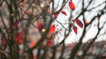 В Воронежской области энергетики перешли на усиленный режим работы из-за ветра до 18 м/с