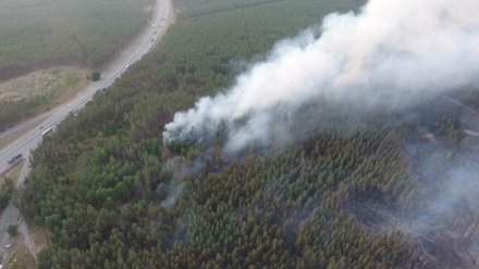 В Воронежской области потушили один из двух крупных лесных пожаров