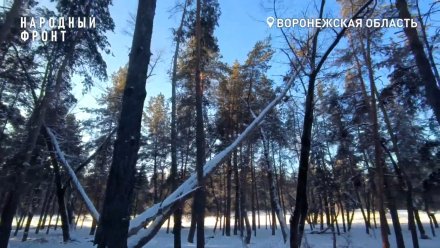 В Павловске очистят заваленный сухостоем лес у частных домов