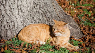 Прогноз погоды в Воронеже на 11.09.2025