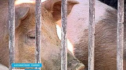 АЧС вернулась в регион. В Аннинском районе уже избавляются от животных