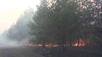 Вероятной причиной масштабного пожара возле воронежского села назвали умышленный поджог