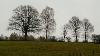 Пропавшего в Воронежской области пенсионера нашли погибшим недалеко от дома