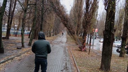 Опасное дерево у медицинского колледжа в Воронеже уберут после затяжных дождей