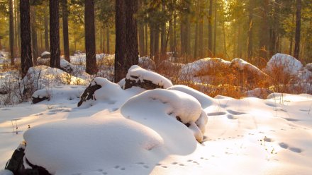 Потепление до +9 спрогнозировали воронежские синоптики