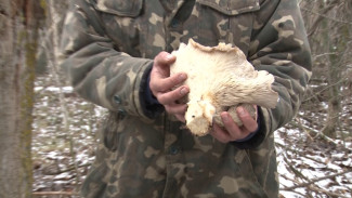 Воронежцы похвастались небывалым урожаем грибов в начале зимы