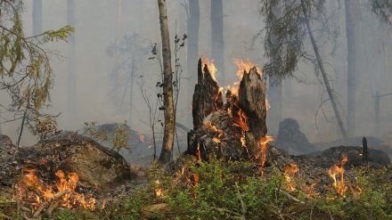 В Воронежской области за год вдвое снизилось число лесных пожаров