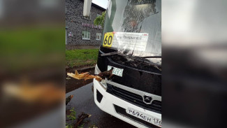 Появились фото повреждённого автобуса после ЧП с упавшим деревом в Воронеже