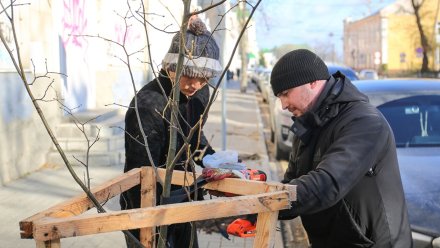 Молодые тополя-крупномеры, липы и ивы высадили на улицах и в скверах Воронежа 