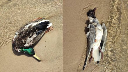 На берегу Воронежского водохранилища обнаружили трупы птиц