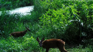 Лесная камера запечатлела семью косуль у водопоя в Воронежской области 