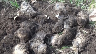 Жители воронежских сёл обнаружили у домов гору мёртвых крыс