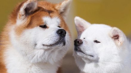 Аналитики назвали самые дорогие породы собак в Воронеже