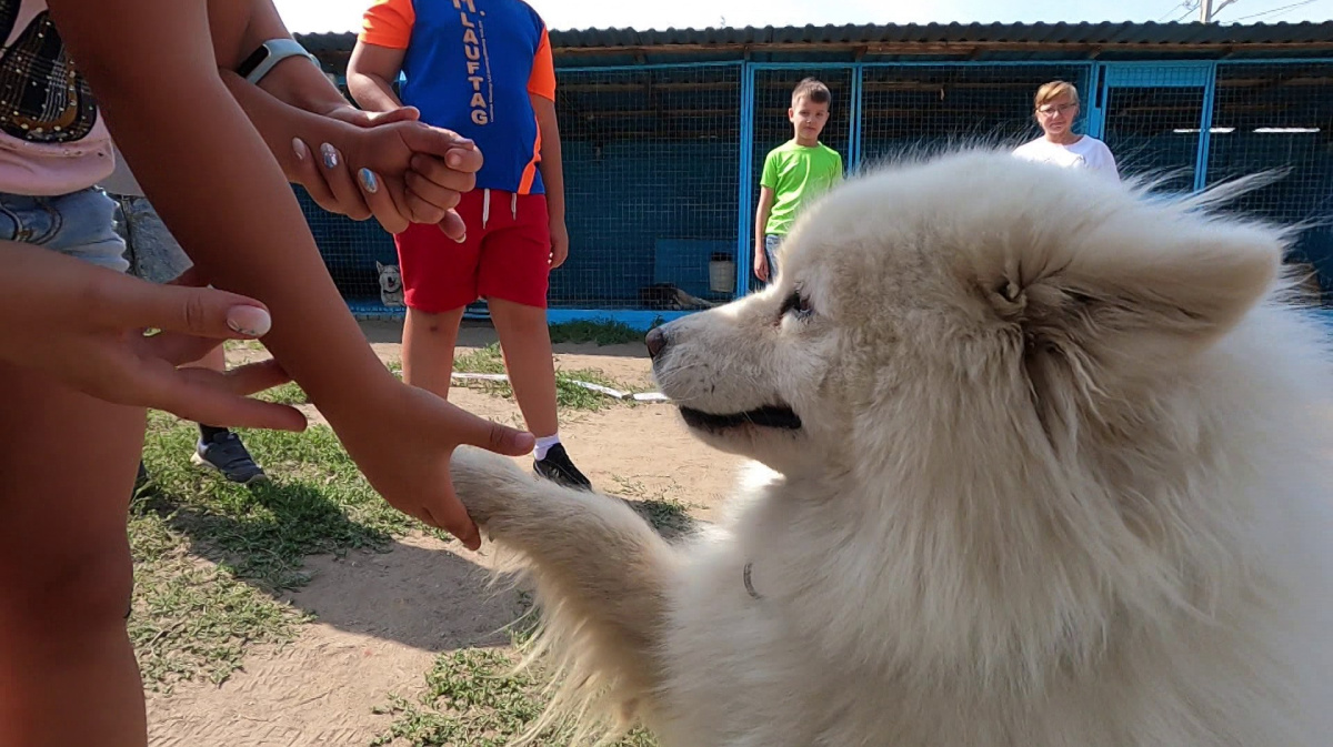 Курсы для детей. Воронежский зоопсихолог раскрыла лайфхаки по воспитанию  собак – Новости Воронежа и Воронежской области – Вести Воронеж