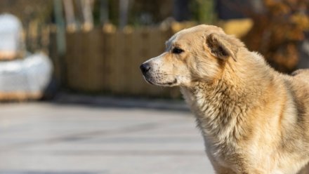 Бездомные псы напали на девочку в Коминтерновском районе Воронежа