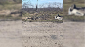 В Воронежской области автомобилистка на «Ладе» перевернулась на трассе