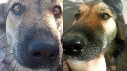 В воронежских Лисках собака умерла от отравленных догхантерами сосисок