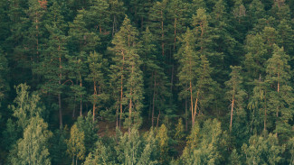 Воронежского бизнесмена осудили за контрабанду леса в Туркменистан