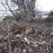 Общегородской субботник перенесли в Воронеже из-за дождя