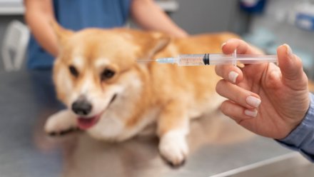 Смертельный вирус Ауески нашли в вакцине, после которой в Воронеже погибли собаки