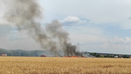 Воронежцы сообщили о вспыхнувшем рядом с домами поле