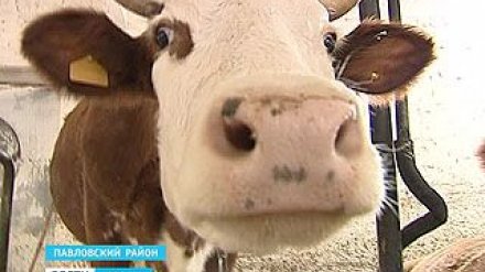 В Воронежской области составили карту здоровья животных