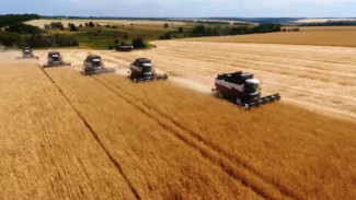 Воронежские аграрии ускорят уборку урожая благодаря бережливым технологиям