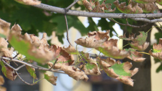 Как воронежцам не умереть от тоски осенью