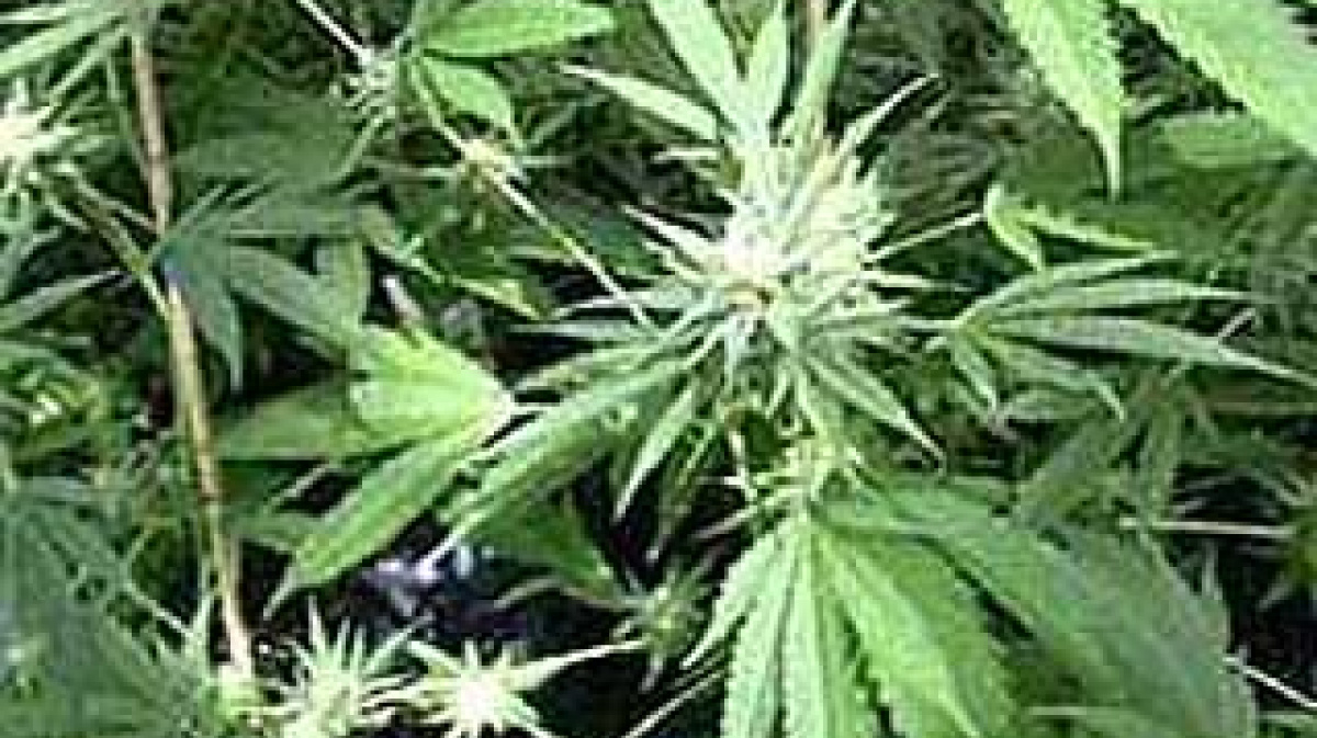 Сплин марихуана выращивание марихуаны удобрение