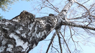 В Воронеже начали массово гибнуть берёзы