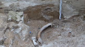 Фрагмент бивня мамонта нашли в воронежских Костёнках