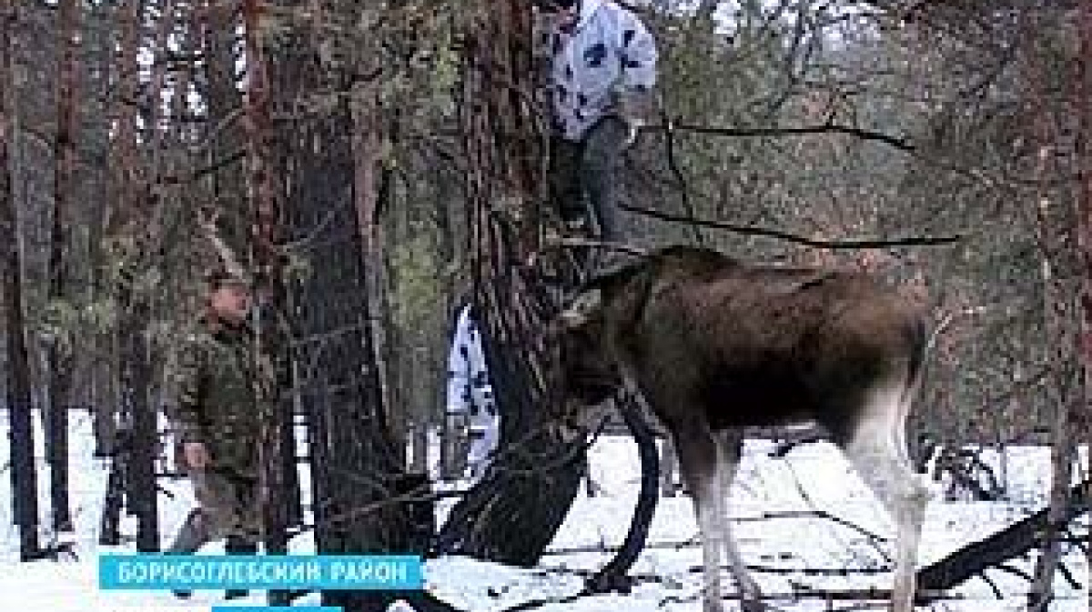 В Смоленской области браконьер поймал в капкан лосиху с ее детенышем