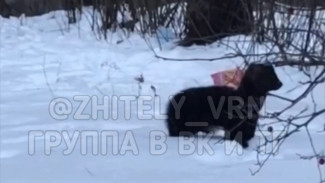 Охотящуюся на ворон куницу сняли на видео в Воронеже