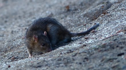 Жители воронежского микрорайона пожаловались на нашествие огромных крыс