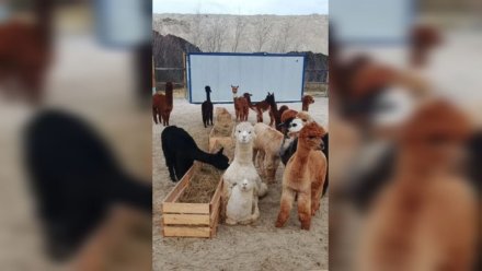 Воронежцам предложили купить 30 чилийских альпака
