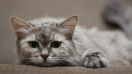 Чудом выжившую после смерти хозяйки кошку попросили приютить в Воронеже