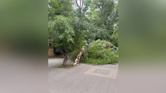 Сильный ветер повалил 6 деревьев в Воронеже