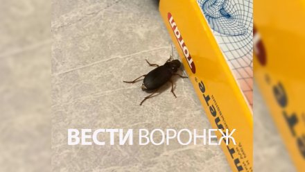 В воронежском Шилове началось нашествие жужелиц