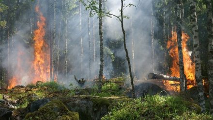 Огонь во второй раз за лето охватил Воронежский биосферный заповедник