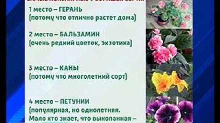 Дачный сезон в Воронеже особенно обострил ботанический вандализм