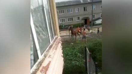 Полиция займётся историей об избиении воронежцем лошади на глазах у детей