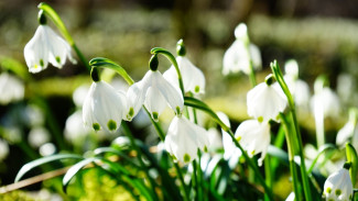 В Воронежской области потеплеет до +13 градусов