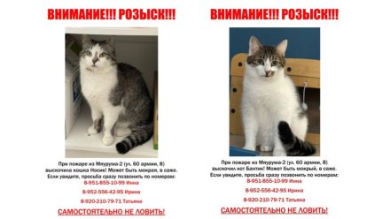 В Воронеже начали поиски сбежавших при пожаре в «Мяуруме» котов