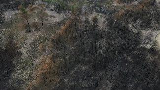 Мёртвый пейзаж. Когда на месте горельников в Воронежской области появится лес