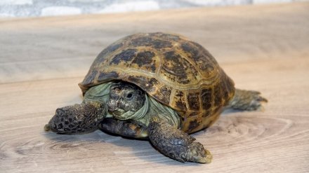Впервые за долгие годы в Воронежском зоопарке среднеазиатская черепаха снесла яйцо