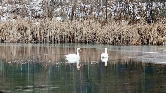 Пара лебедей осталась зимовать на пруду в Перлёвке в Воронежской области